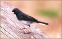 Dark-eyed Junco