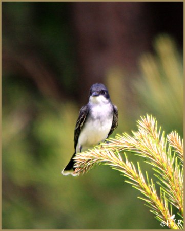 Eastern Kingbird