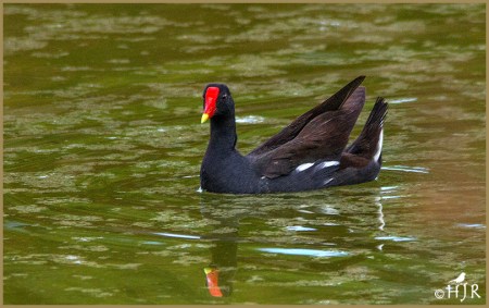 Common Moorhen