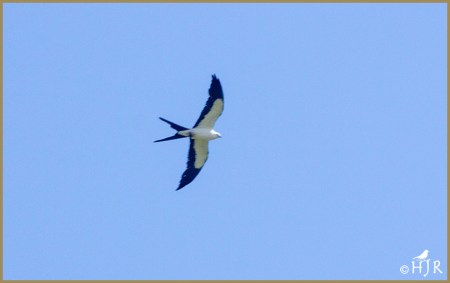 Swallow-tailed Kite