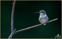 Ruby-throated Hummingbird