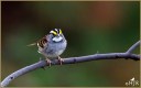 White-throated Sparrow