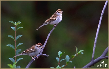 Chipping Sparrows