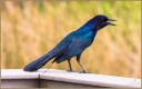 Boat-Tailed Grackle