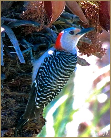 Red-bellied Woodpecker