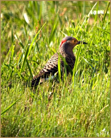 Northern Flicker