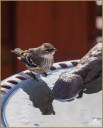 Yellow-rumped Warbler