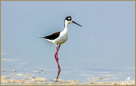 Black -necked Stilt