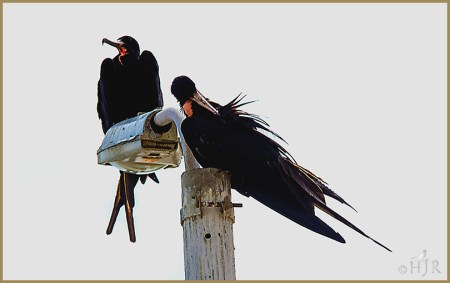 Magnificent Frigatebirds