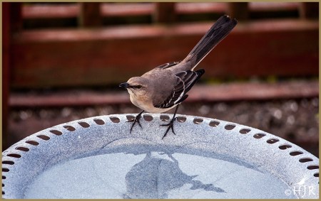 Northern Mockingbird