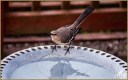 Northern Mockingbird