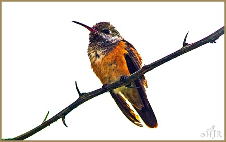 Amazilia Hummingbird
