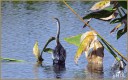 Anhinga