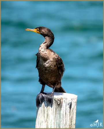 Double-crested Cormorant
