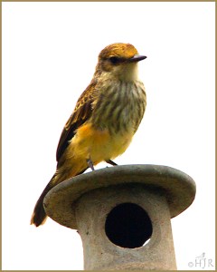 Vermillion Flycatchers  