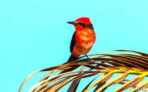 Vermillion Flycatchers  