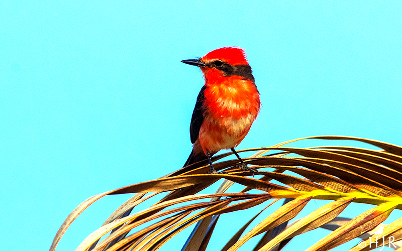 Vermillion Flycatchers  