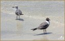 Laughing Gulls