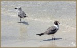 Set#205-a – Laughing&nbsp;Gulls