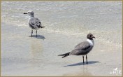 Laughing Gulls