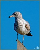 Ring-billed Gull