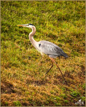 Great Blue Heron