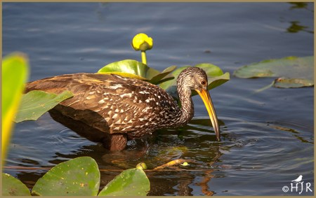 Limpkin
