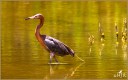Reddish Egret