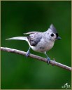 Tufted Titmouse