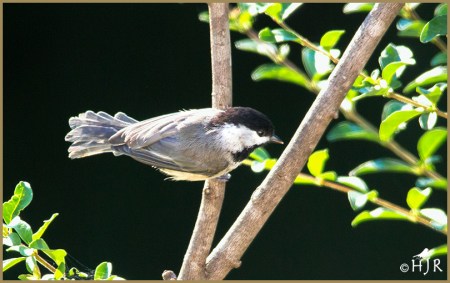 Carolina Chickadee