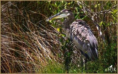 Great Blue Heron