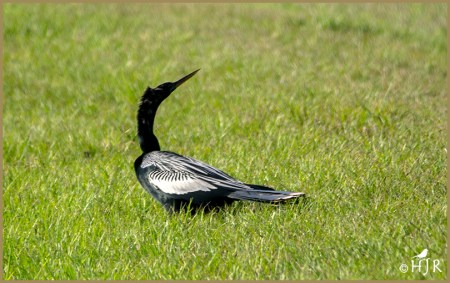 Anhinga