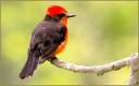 Vermillion Flycatcher  (M)