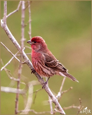 House Finch (M)