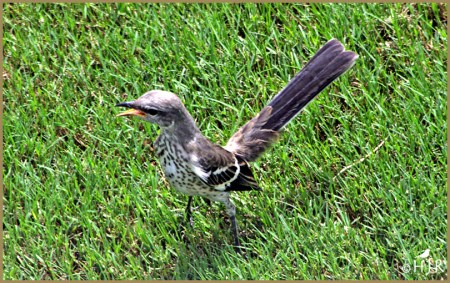 Northern Mockingbird (Juv.)