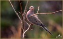 Mourning Dove