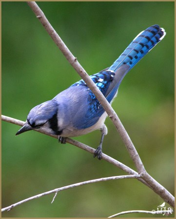 Blue Jay