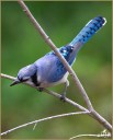 Blue Jay