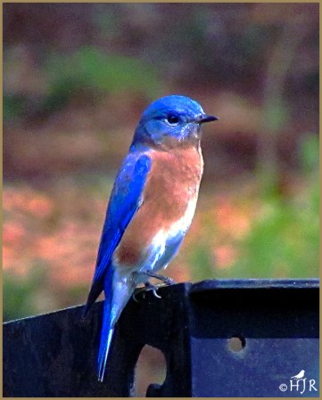 Eastern Bluebird (M)