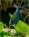 American Purple Gallinule