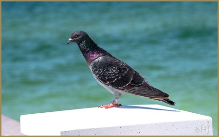 Rock Pigeon