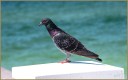 Rock Pigeon