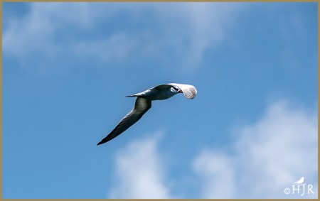 Royal Tern