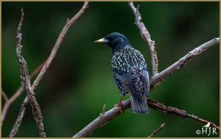 European Starling