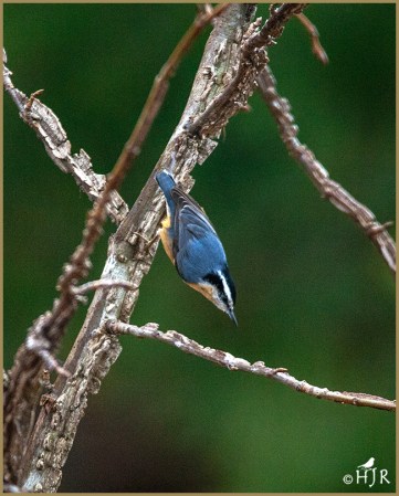 Red-breasted Nuthatch