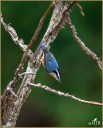 Red-breasted Nuthatch