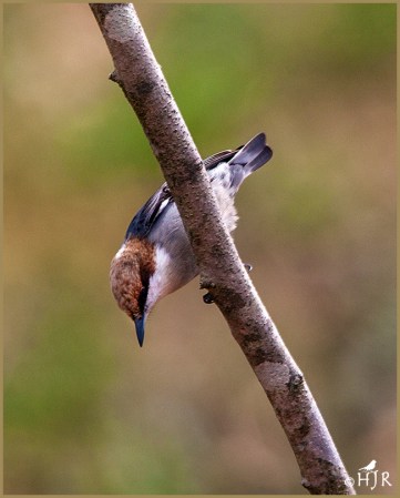 Brown-headed Nuthatch
