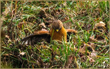 Red-shouldered Hawk