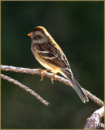 Field Sparrow