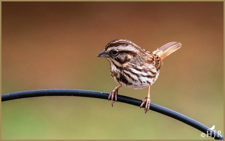 Song Sparrow